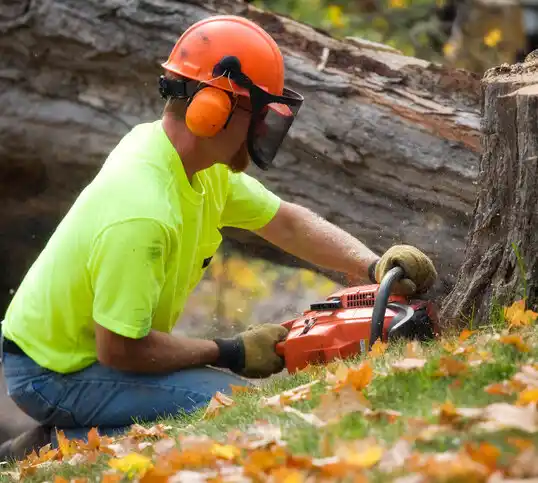 tree services San Miguel